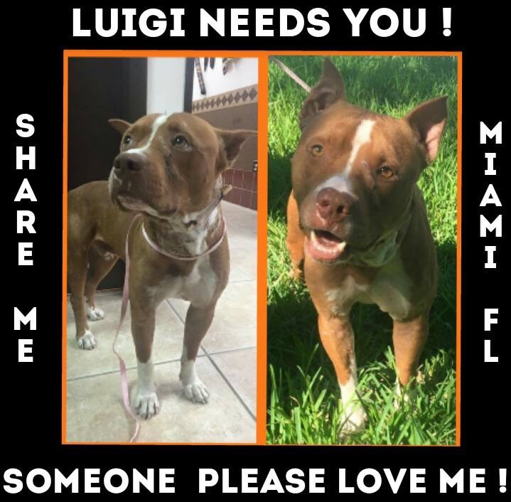 Enlarge Luigi, a Adoptable Pit Bull Terrier in Coral Springs, FL image 2/3