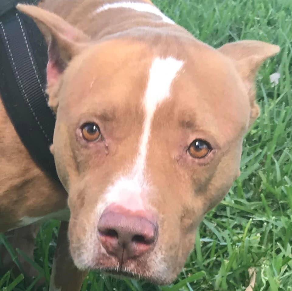 Enlarge Luigi, a Adoptable Pit Bull Terrier in Coral Springs, FL image 3/3