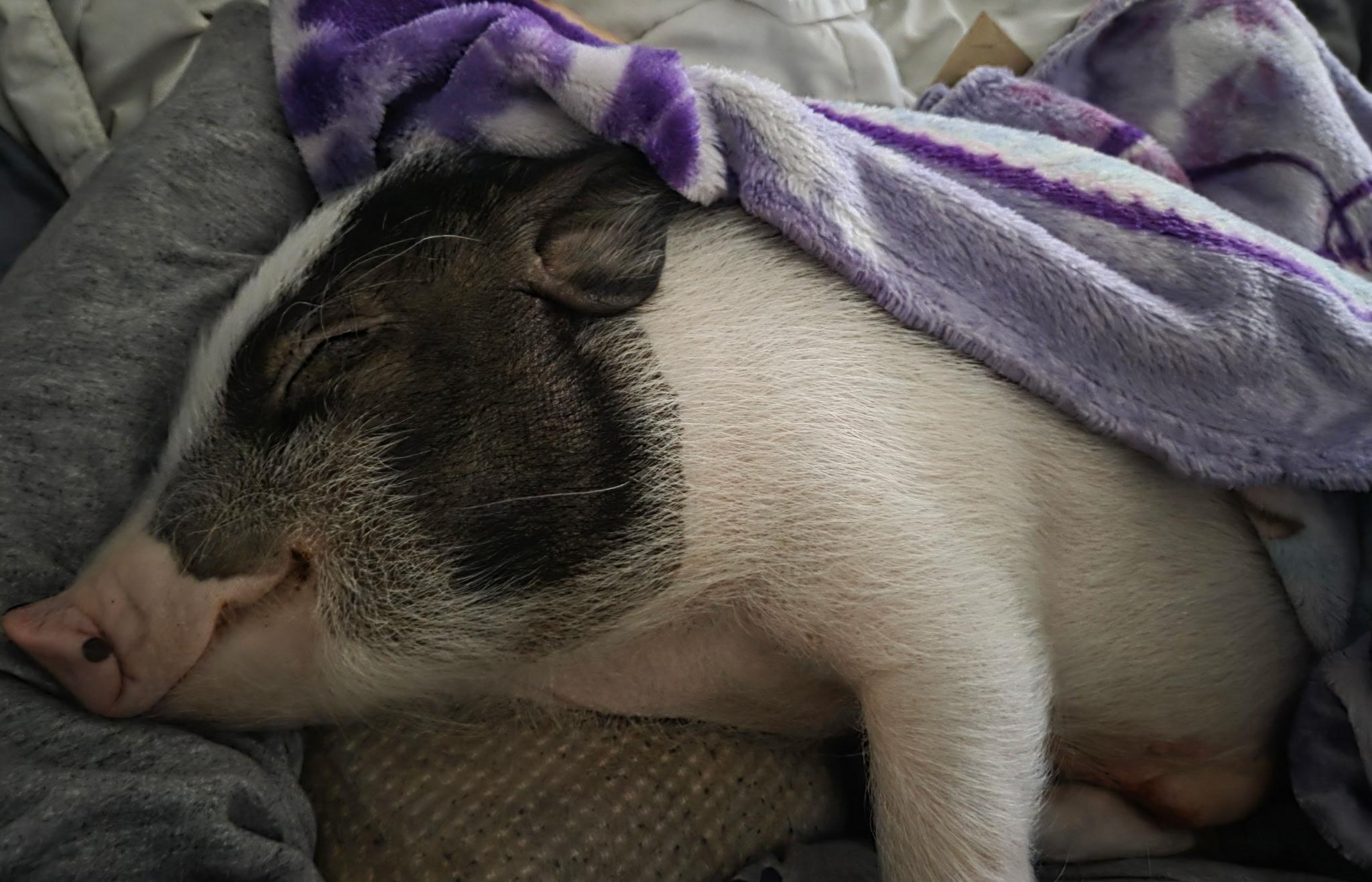 Enlarge Wilbur, a Adoptable mixed breed in Omaha, NE image 3/4