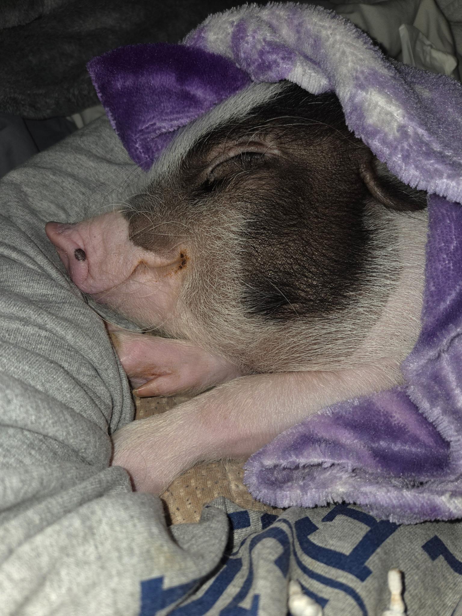 Enlarge Wilbur, a Adoptable mixed breed in Omaha, NE image 2/4