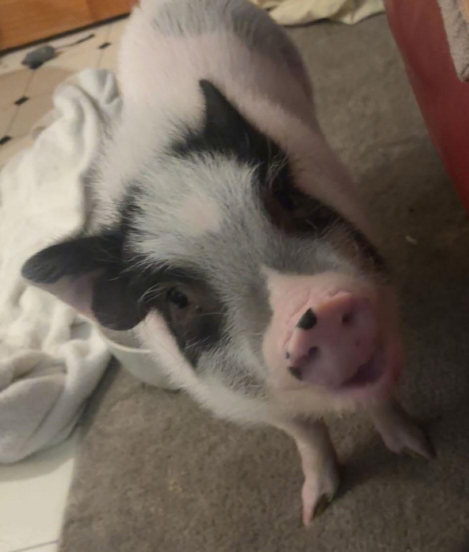 Enlarge Wilbur, a Adoptable mixed breed in Omaha, NE image 1/4