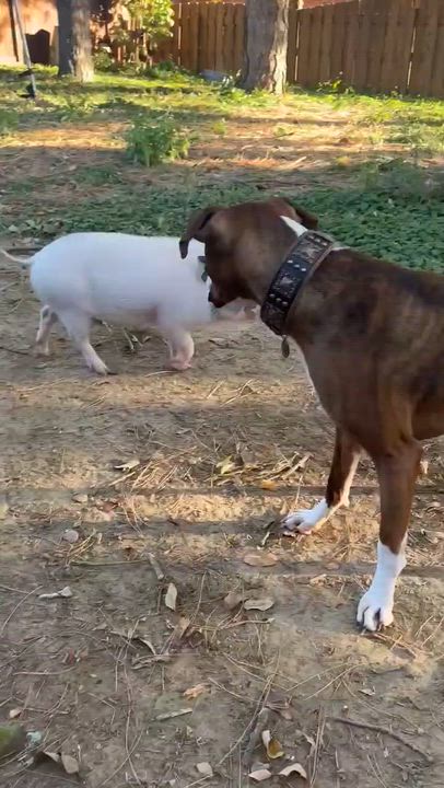 Enlarge Wilbur, a Adoptable mixed breed in Omaha, NE video 4/4