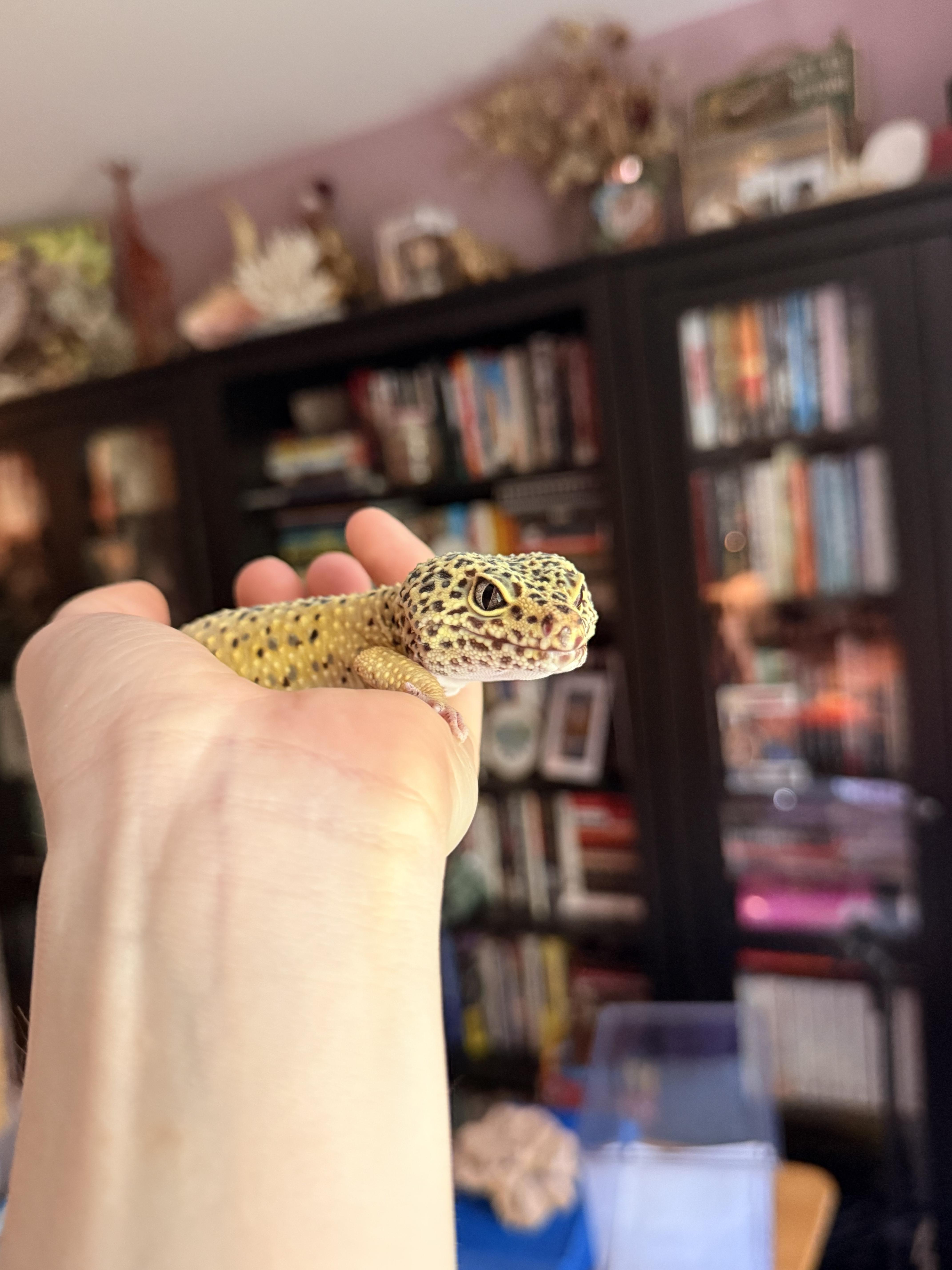 Speckles, an adopted Gecko in JACKSON, NJ image 4/4