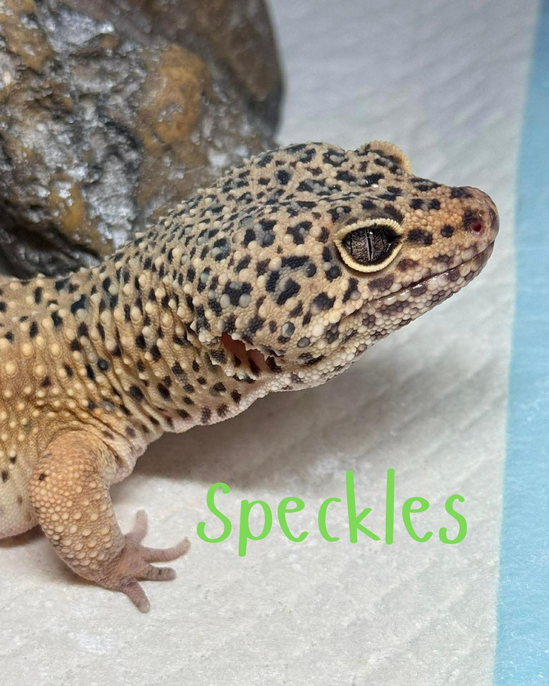 Speckles, adopted, Senior Male Gecko.
