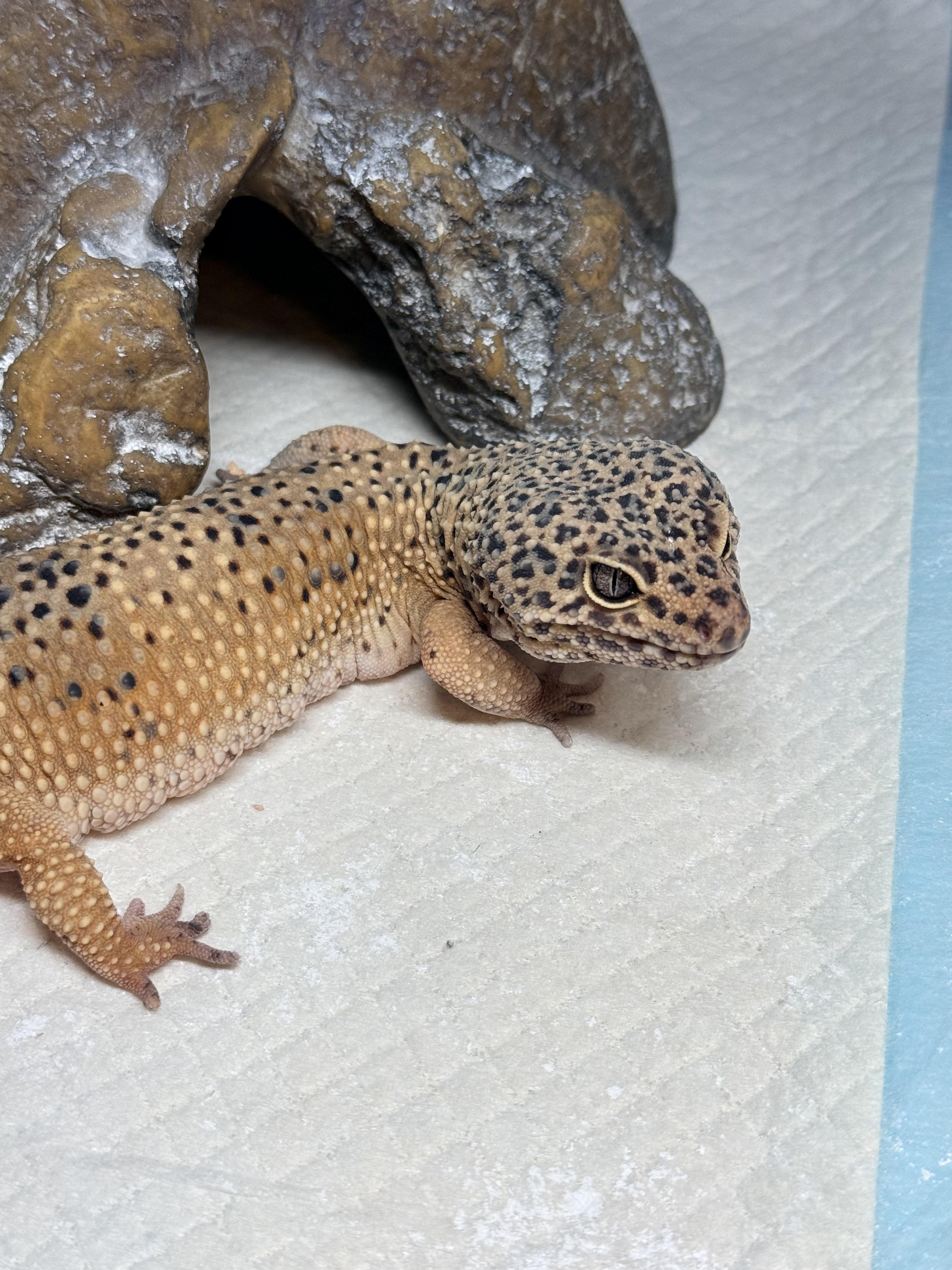 Speckles, an adopted Gecko in JACKSON, NJ image 2/4