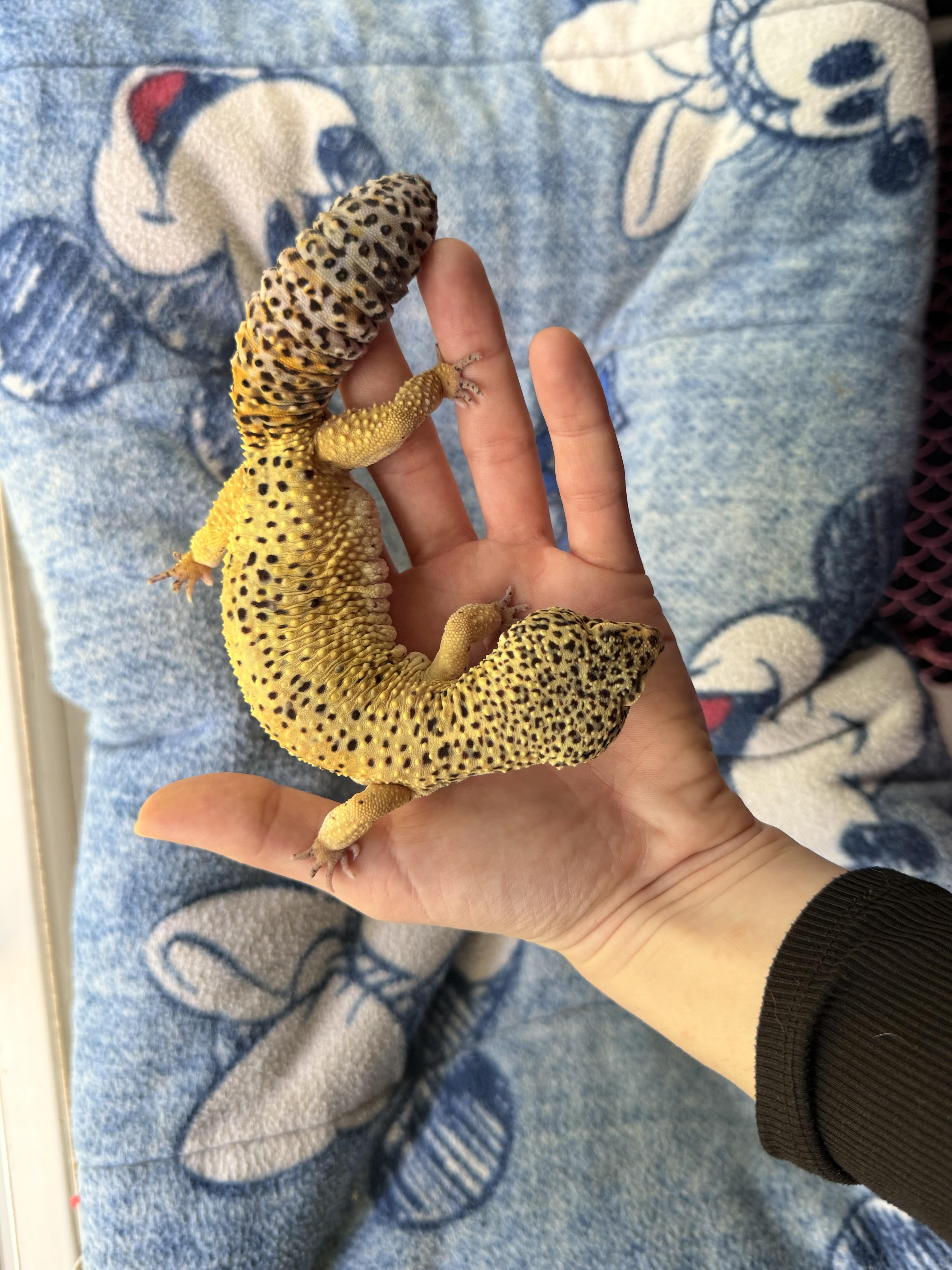 Speckles, an adopted Gecko in JACKSON, NJ image 3/4