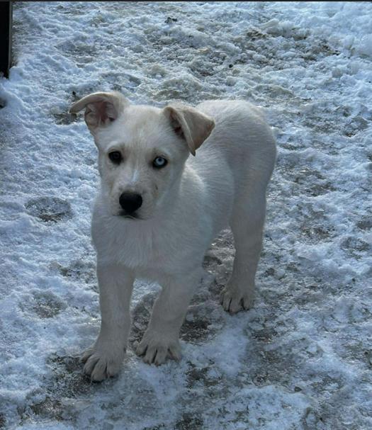 Enlarge Hayes, a ADOPTABLE mixed breed in Brunswick, OH image 2/6