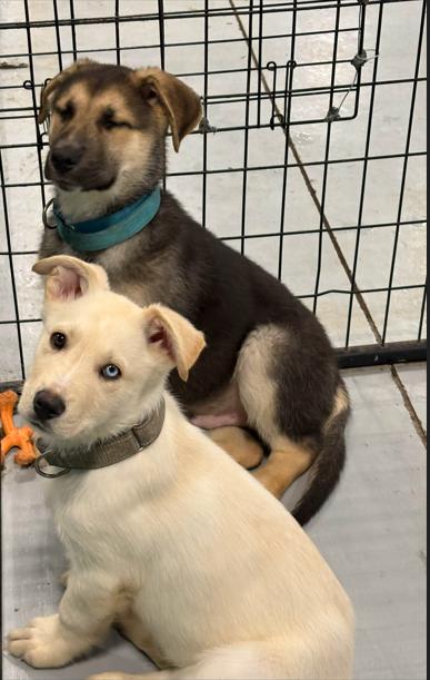 Enlarge Hayes, a ADOPTABLE mixed breed in Brunswick, OH image 3/6