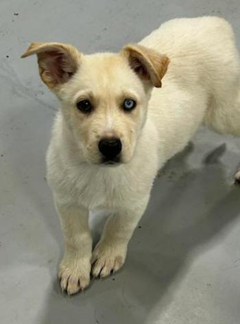 Enlarge Hayes, a ADOPTABLE mixed breed in Brunswick, OH image 1/6