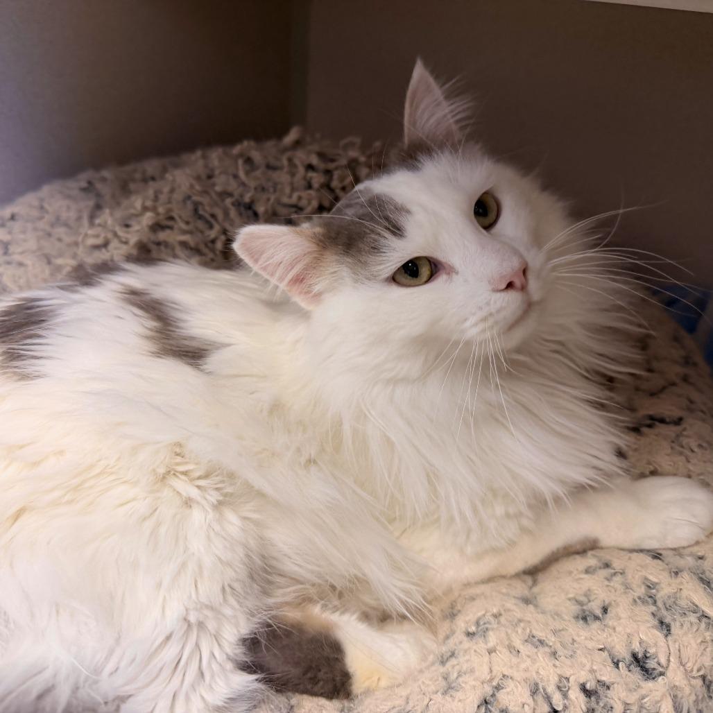 Whiskers, a Adoptable Domestic Long Hair in Pagosa Springs, CO image 1/2
