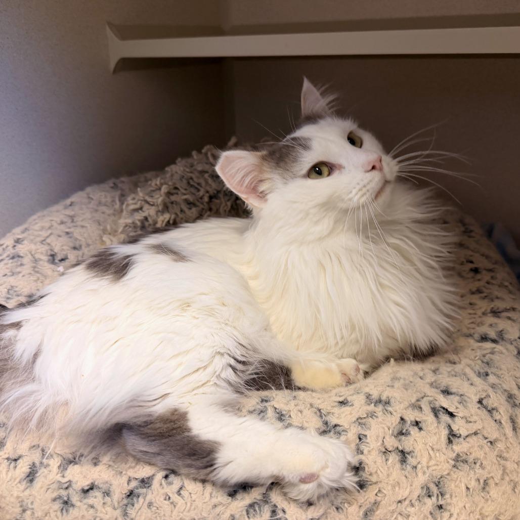 Whiskers, a Adoptable Domestic Long Hair in Pagosa Springs, CO image 2/2