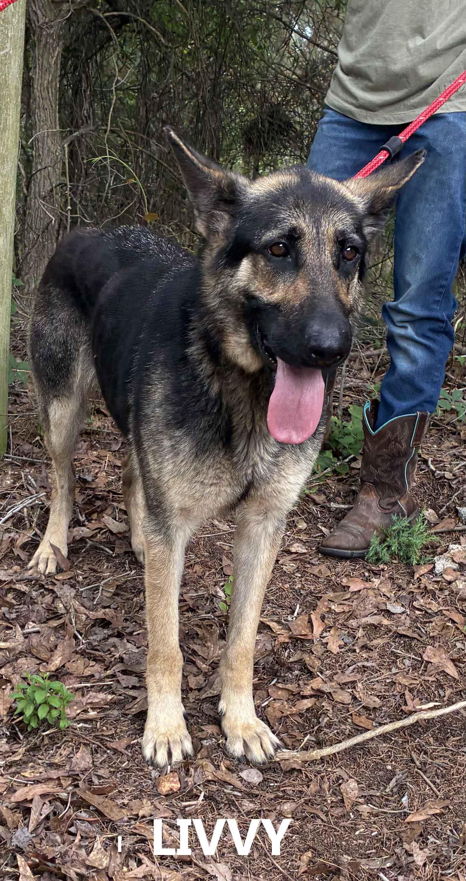 Livvy, an adopted German Shepherd Dog in Washington, GA image 2/2