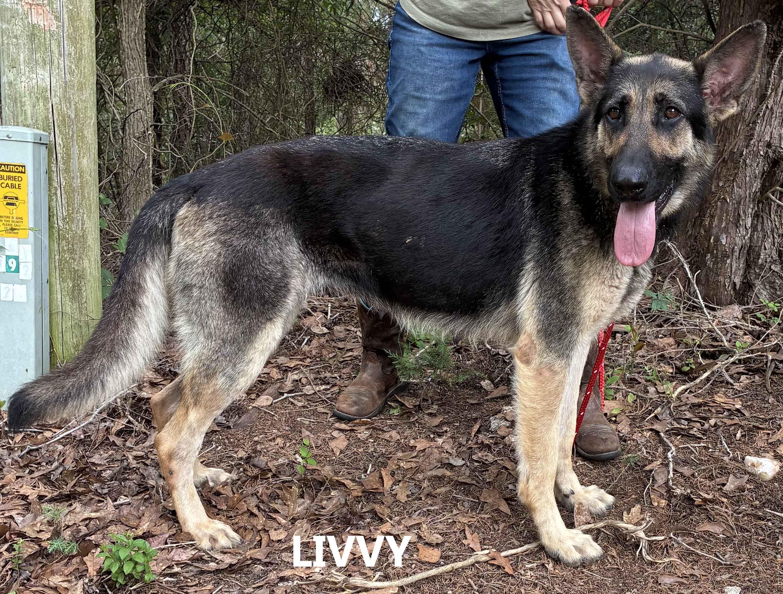 Livvy, adopted, Adult Female German Shepherd Dog.