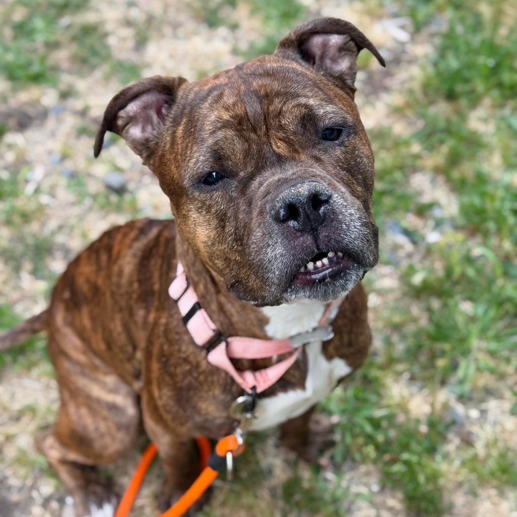 Enlarge Garnet, a Adoptable Pit Bull Terrier in Tacoma, WA image 1/1