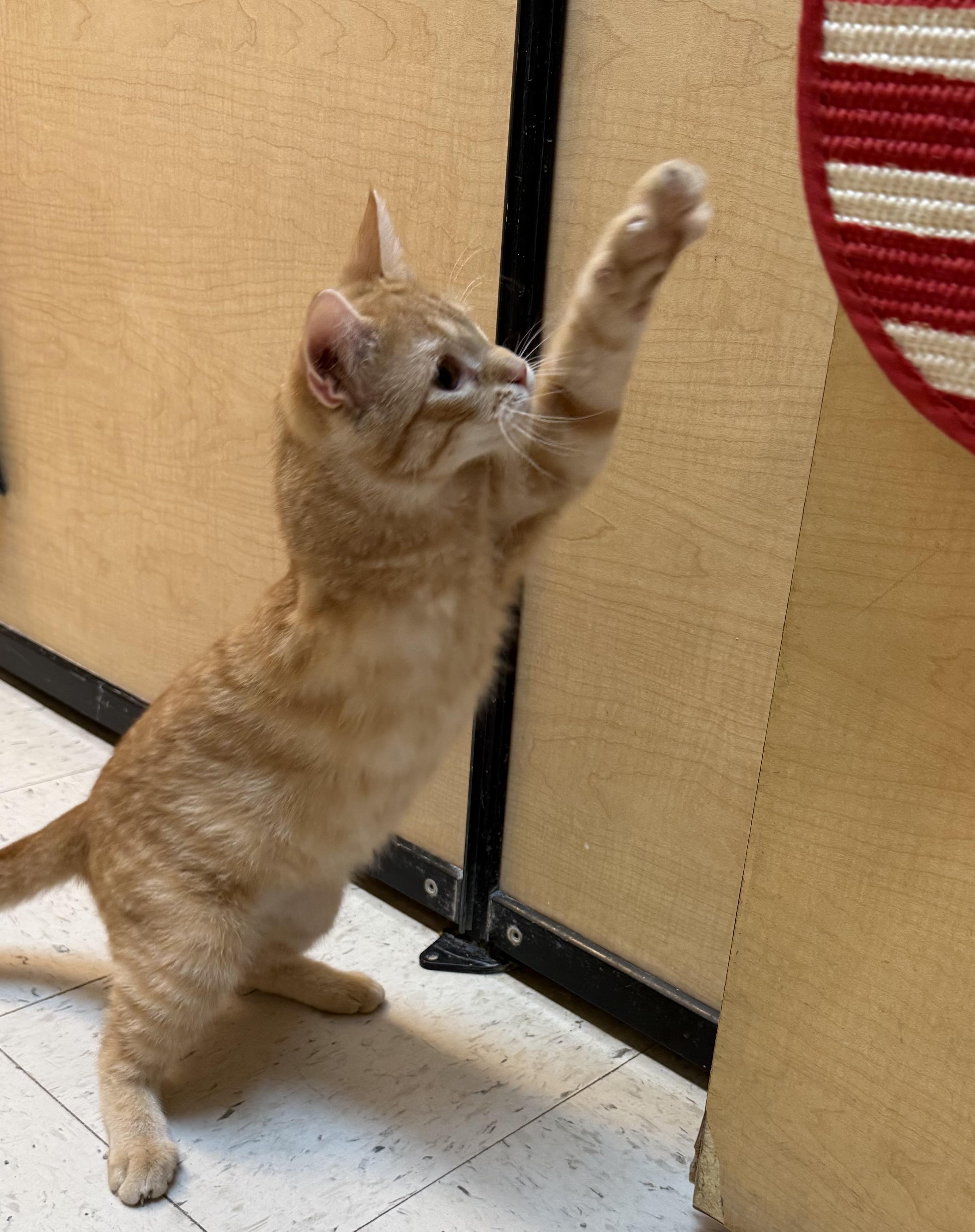 Enlarge Ollie, a ADOPTABLE Domestic Short Hair in Independence, IA image 1/3