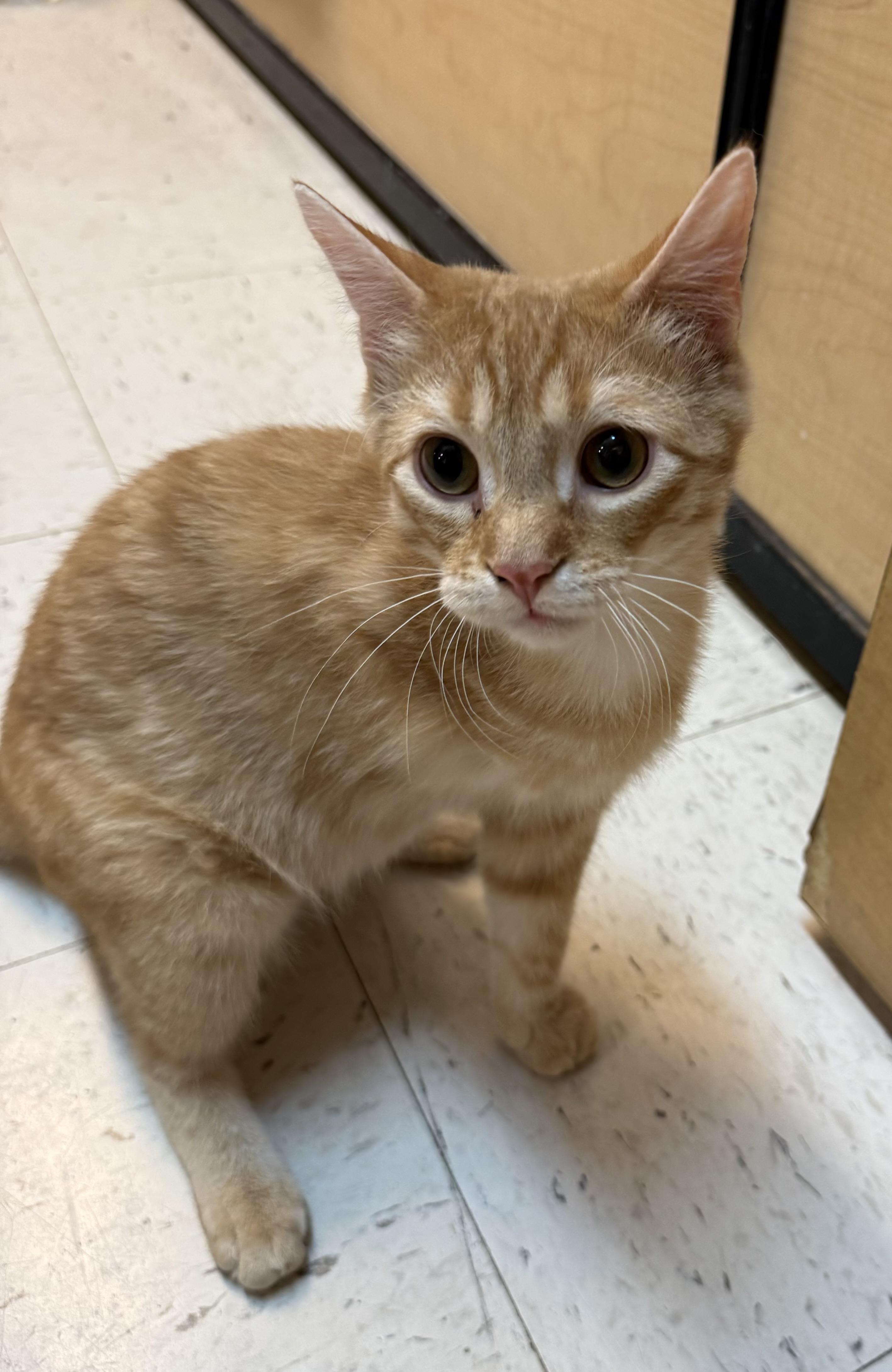 Enlarge Ollie, a ADOPTABLE Domestic Short Hair in Independence, IA image 3/3