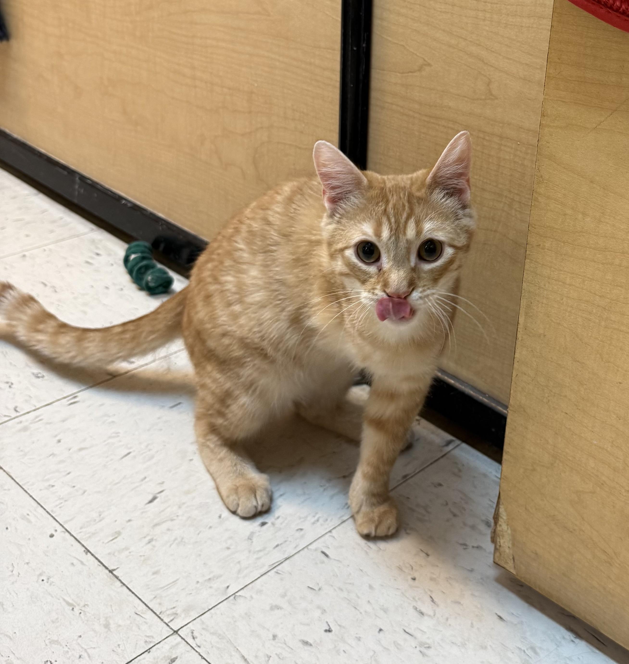 Enlarge Ollie, a ADOPTABLE Domestic Short Hair in Independence, IA image 2/3