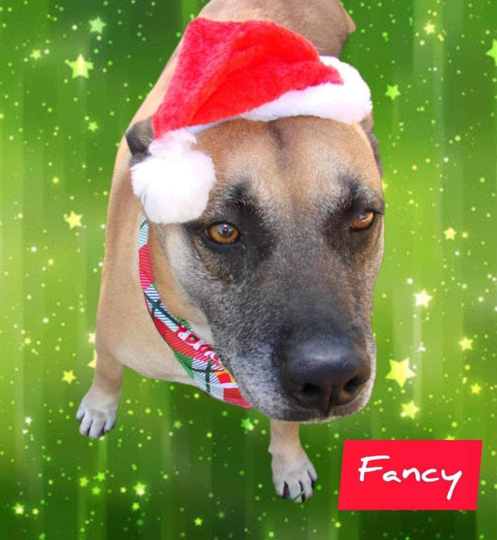 Enlarge Fancy, a Adoptable mixed breed in Denison, TX image 1/3