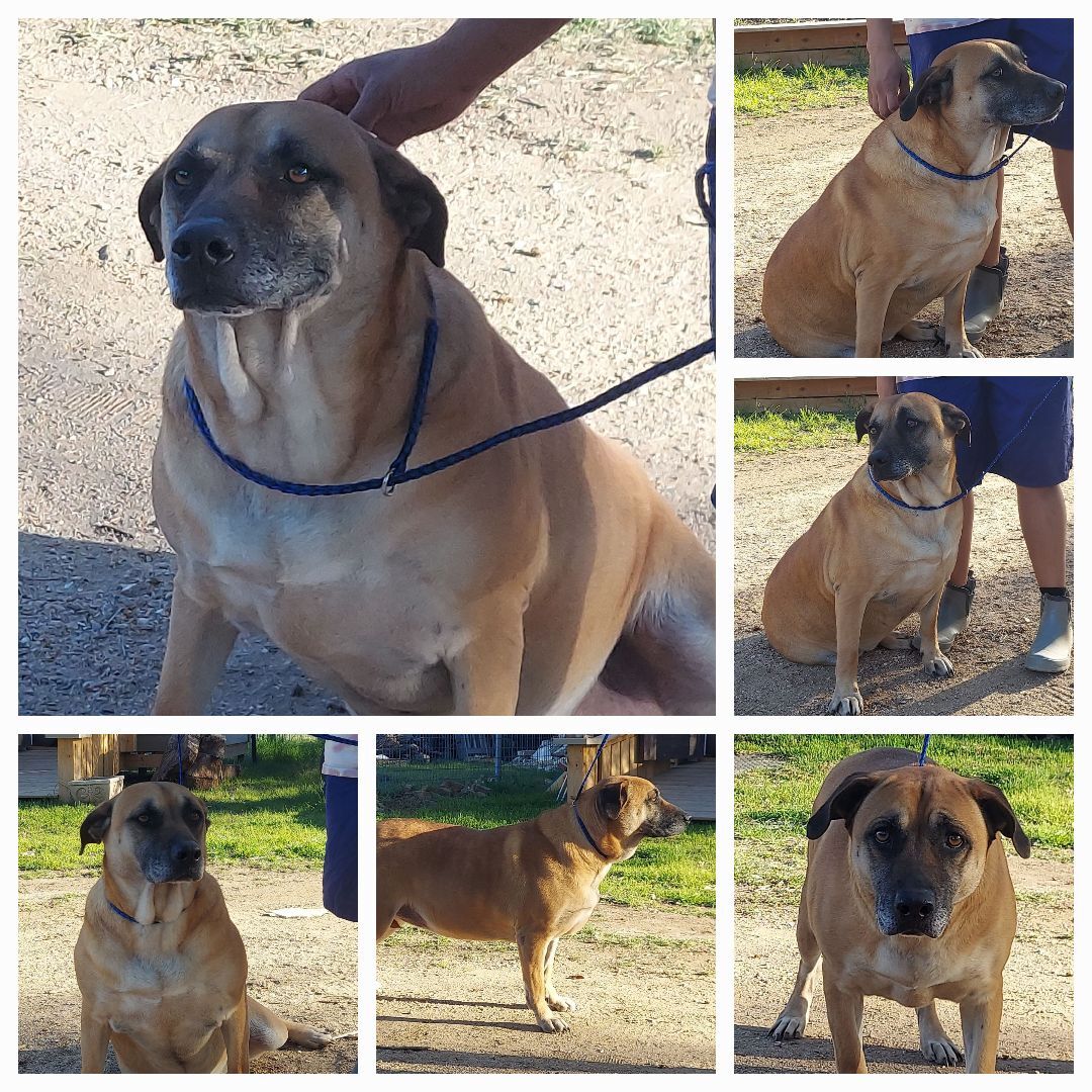 Enlarge Fancy, a Adoptable mixed breed in Denison, TX image 2/3