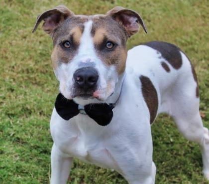 Fenrir 1537-25, Adoptable, Adult Male Pit Bull Terrier & Mixed Breed.