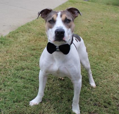 Enlarge Fenrir 1537-25, a Adoptable mixed breed in Cumming, GA image 2/3