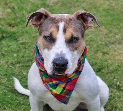 Enlarge Fenrir 1537-25, a Adoptable mixed breed in Cumming, GA image 3/3