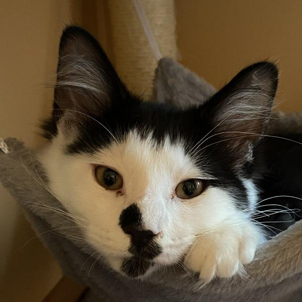 Enlarge Baffi, a Adoptable Domestic Long Hair in Eden Prairie, MN image 3/6