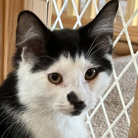Enlarge Baffi, a Adoptable Domestic Long Hair in Eden Prairie, MN image 2/6