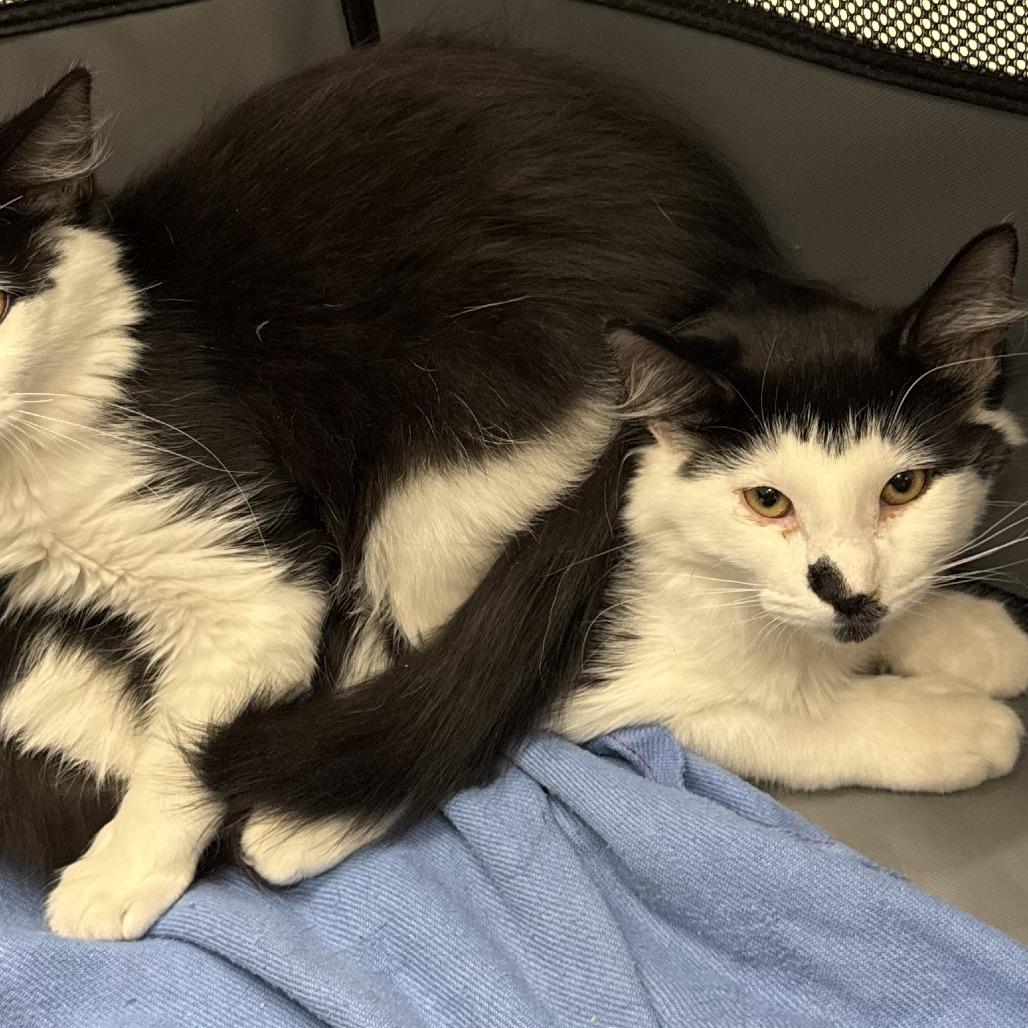 Enlarge Baffi, a Adoptable Domestic Long Hair in Eden Prairie, MN image 4/6