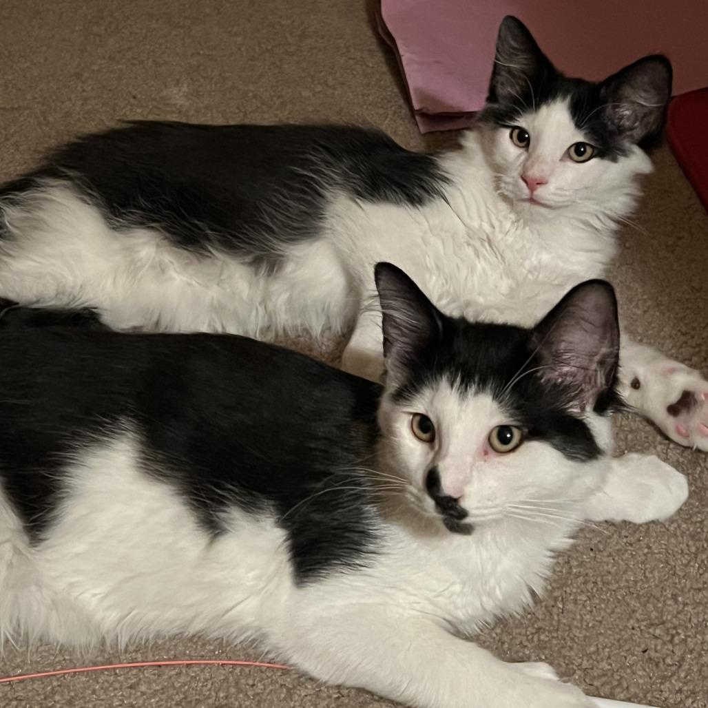 Enlarge Baffi, a Adoptable Domestic Long Hair in Eden Prairie, MN image 5/6