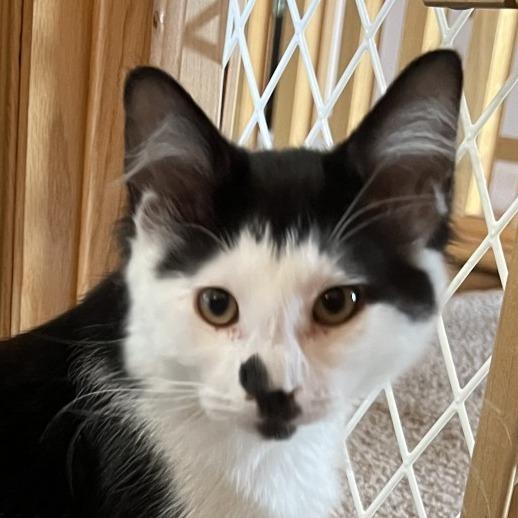 Enlarge Baffi, a Adoptable Domestic Long Hair in Eden Prairie, MN image 1/6