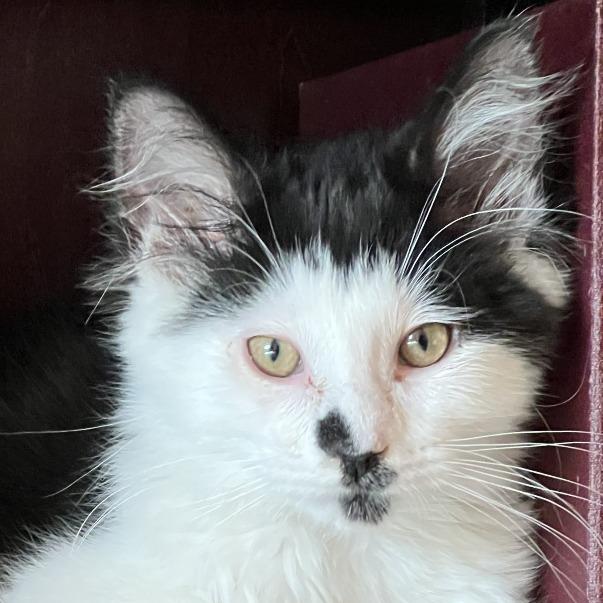 Enlarge Baffi, a Adoptable Domestic Long Hair in Eden Prairie, MN image 6/6