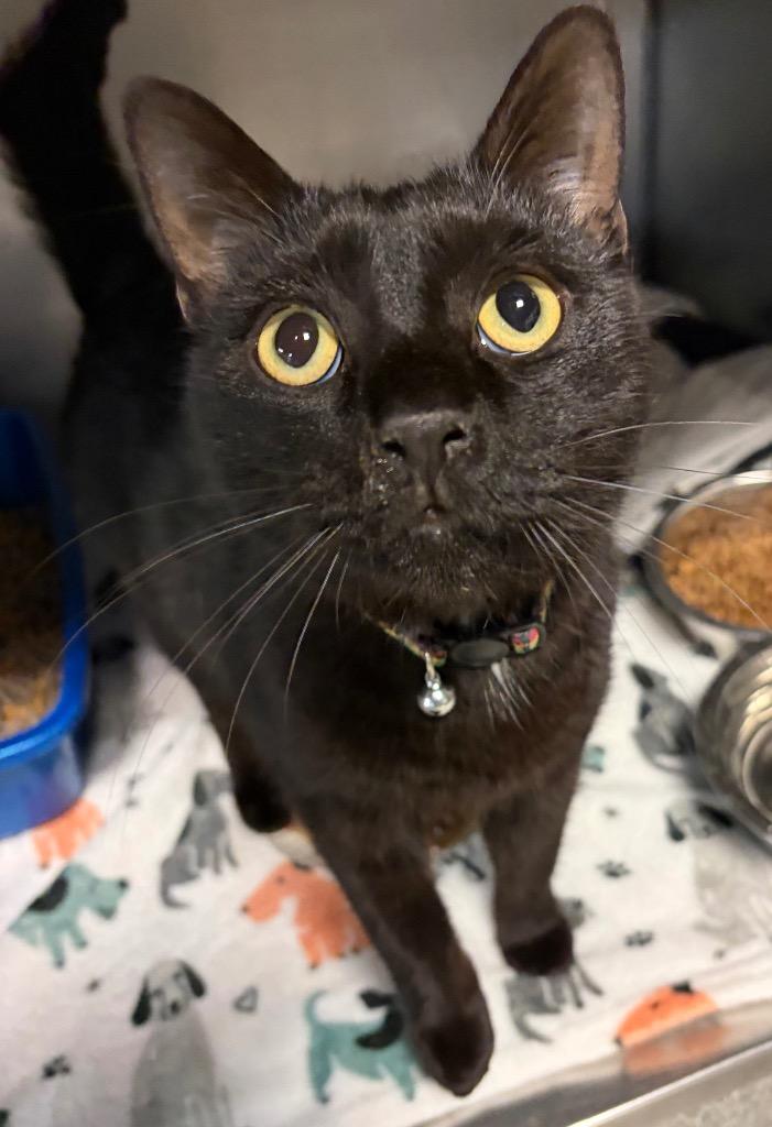 Enlarge Waldo, a Adoptable mixed breed in Huntington, IN image 1/1