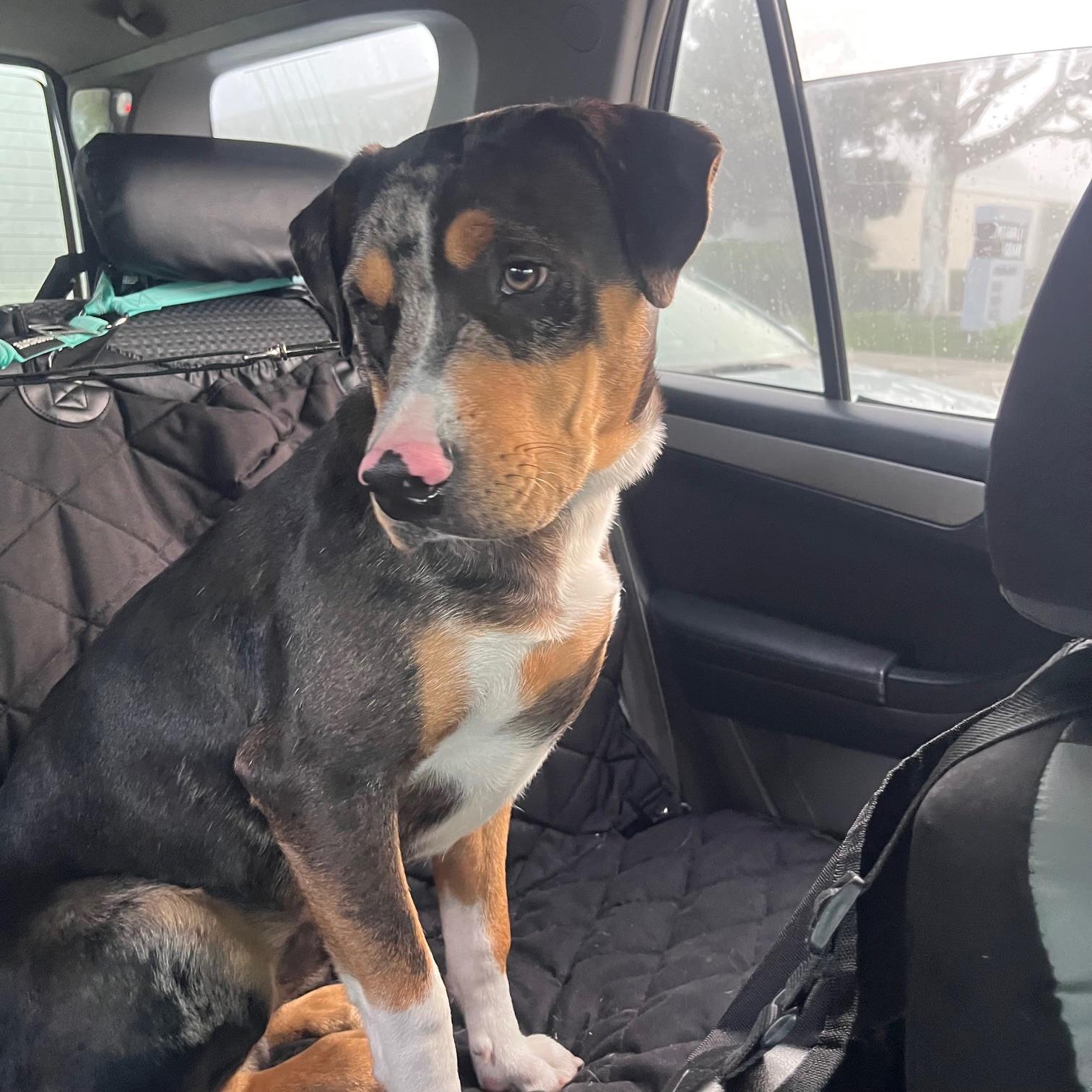 Enlarge Mars, a ADOPTABLE mixed breed in Huntington Beach, CA image 5/6