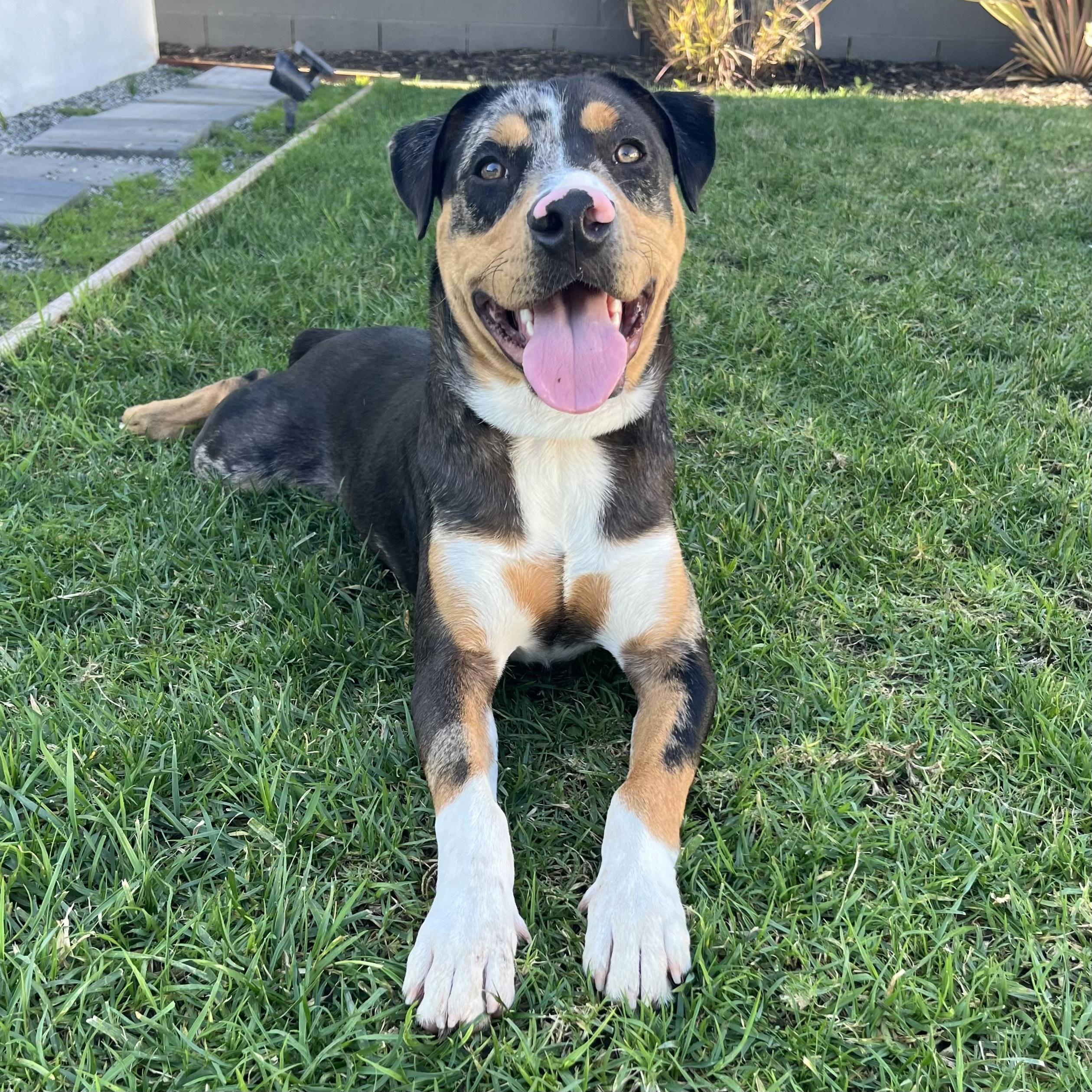 Enlarge Mars, a ADOPTABLE mixed breed in Huntington Beach, CA image 3/6