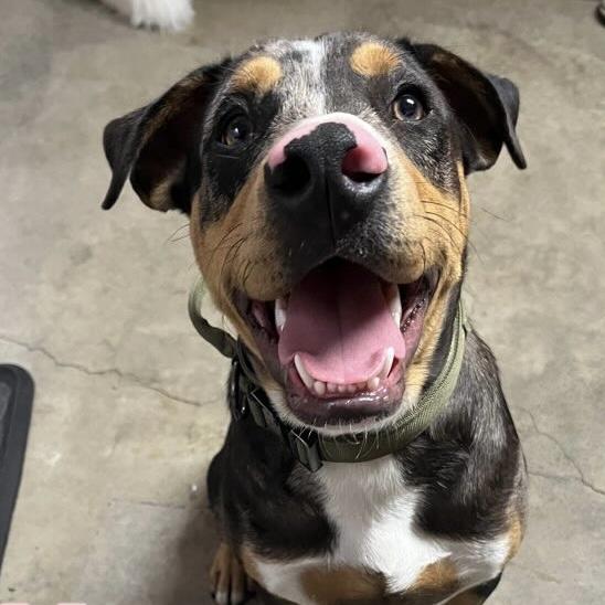 Enlarge Mars, a ADOPTABLE mixed breed in Huntington Beach, CA image 4/6