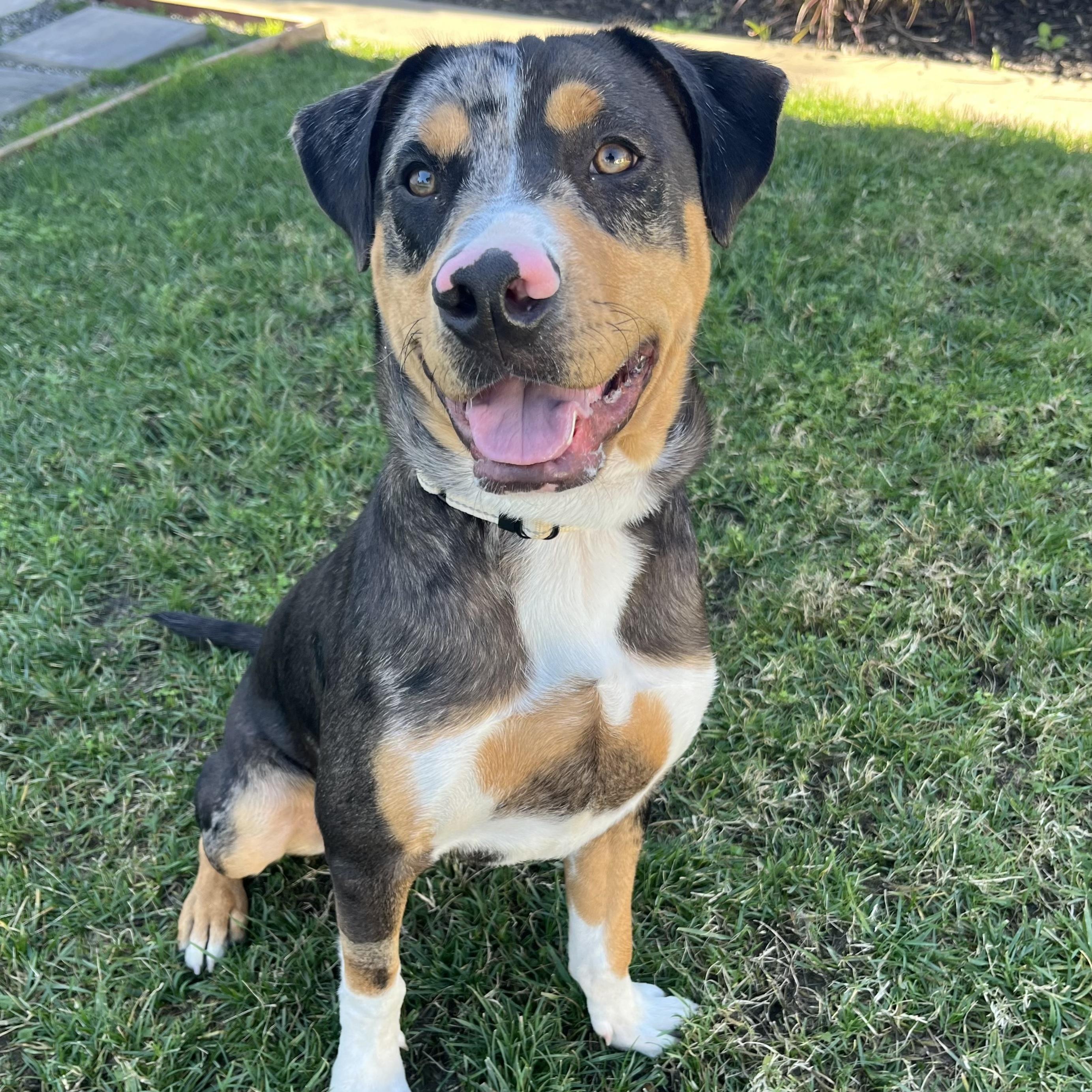 Enlarge Mars, a ADOPTABLE mixed breed in Huntington Beach, CA image 2/6