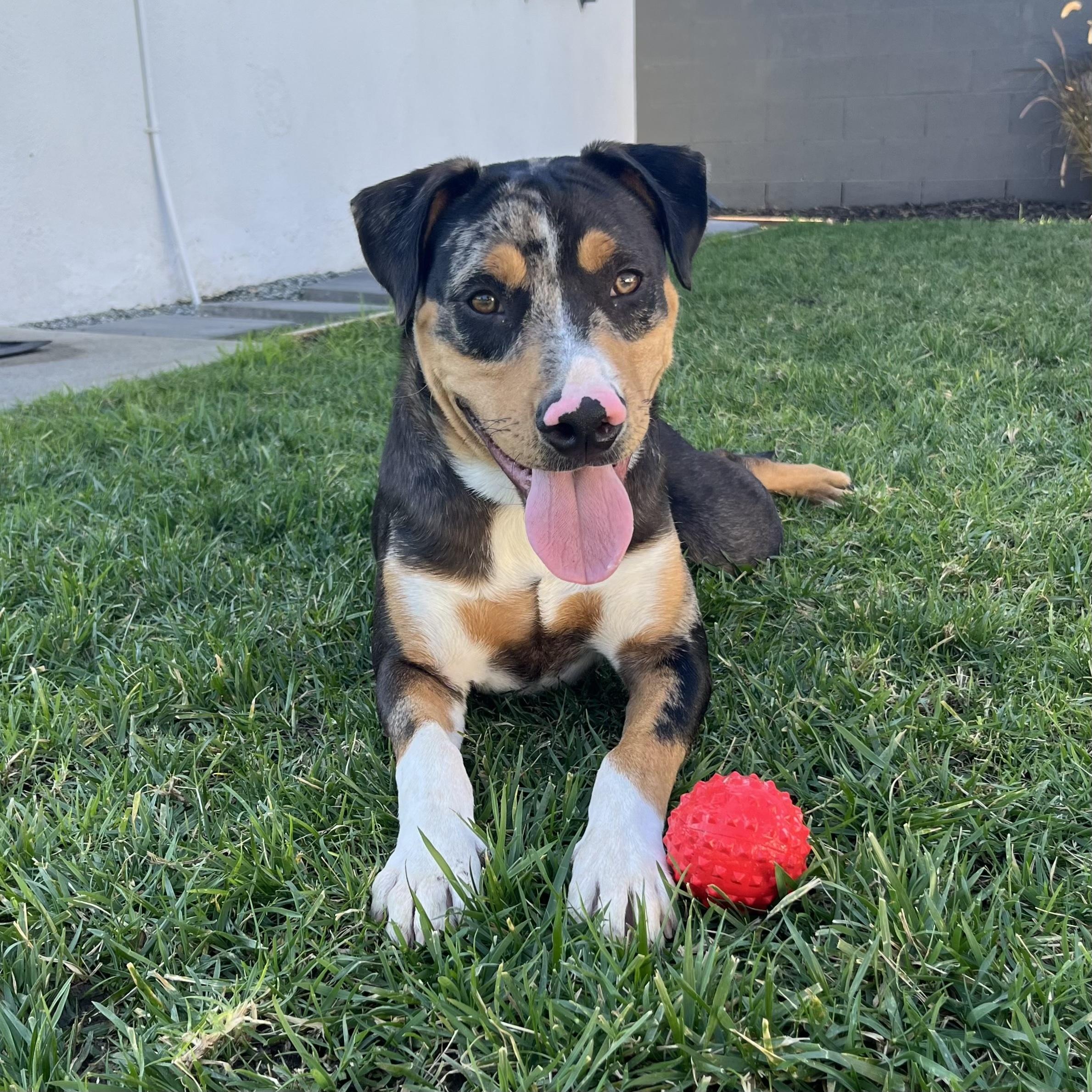 Enlarge Mars, a ADOPTABLE mixed breed in Huntington Beach, CA image 1/6