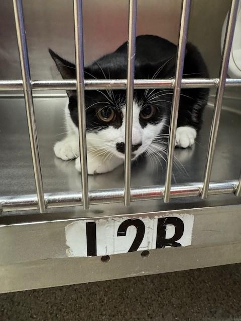 PHOENIX, Adoptable, Young Male Domestic Short Hair.