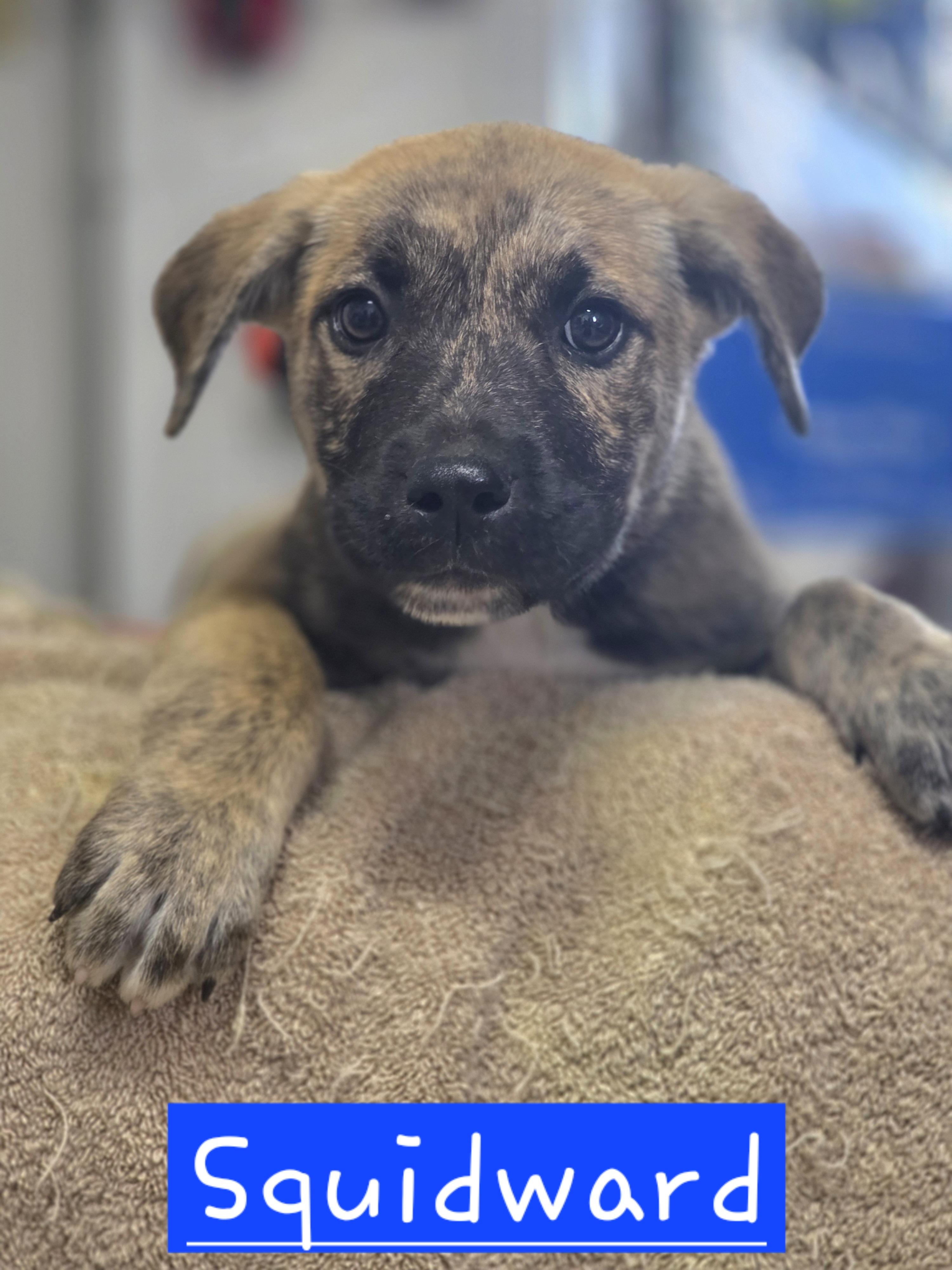 Squidward, adopted, Puppy Male Dutch Shepherd.