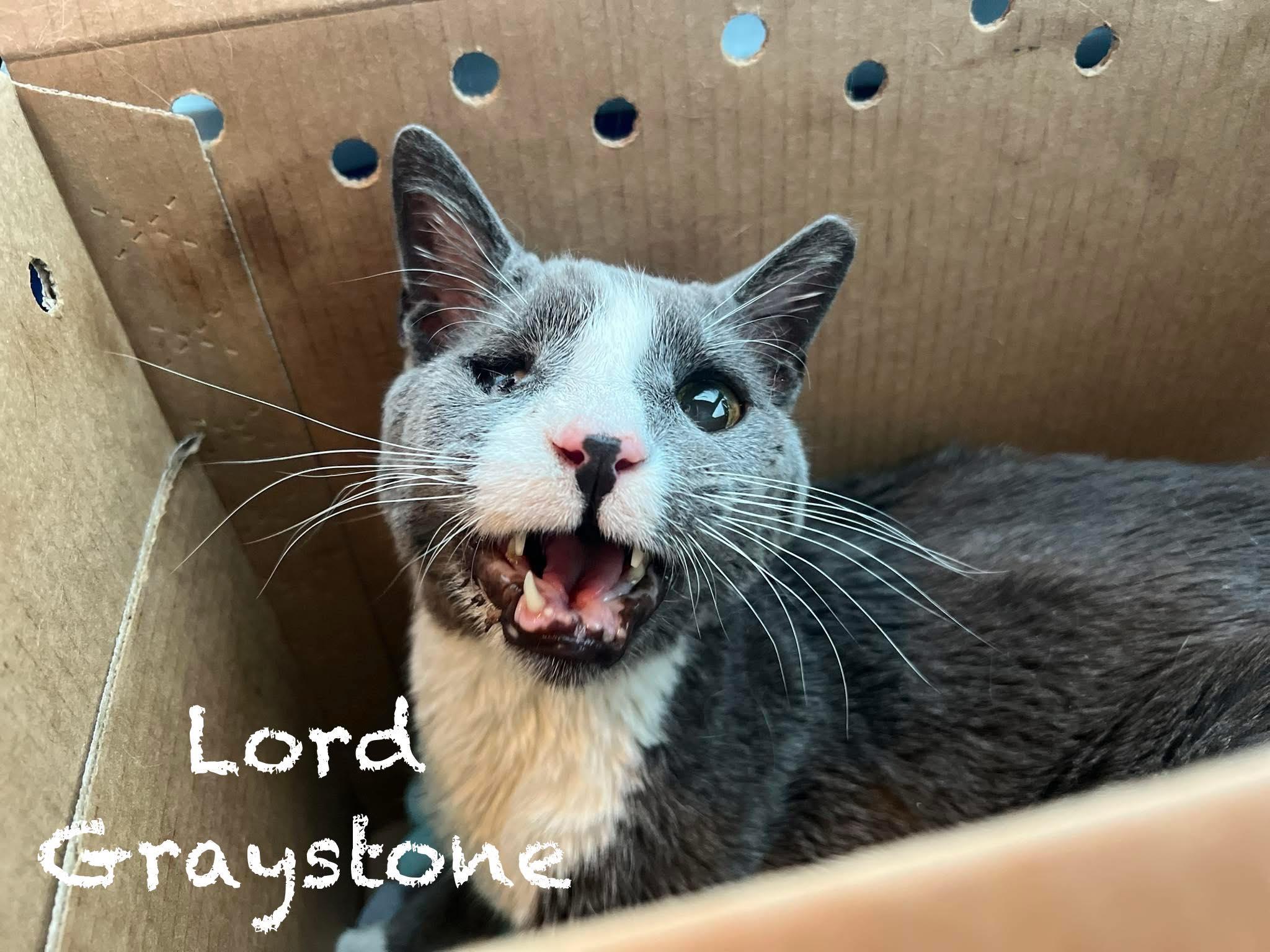 Lord Greystone, Adoptable, Senior Male Domestic Short Hair.