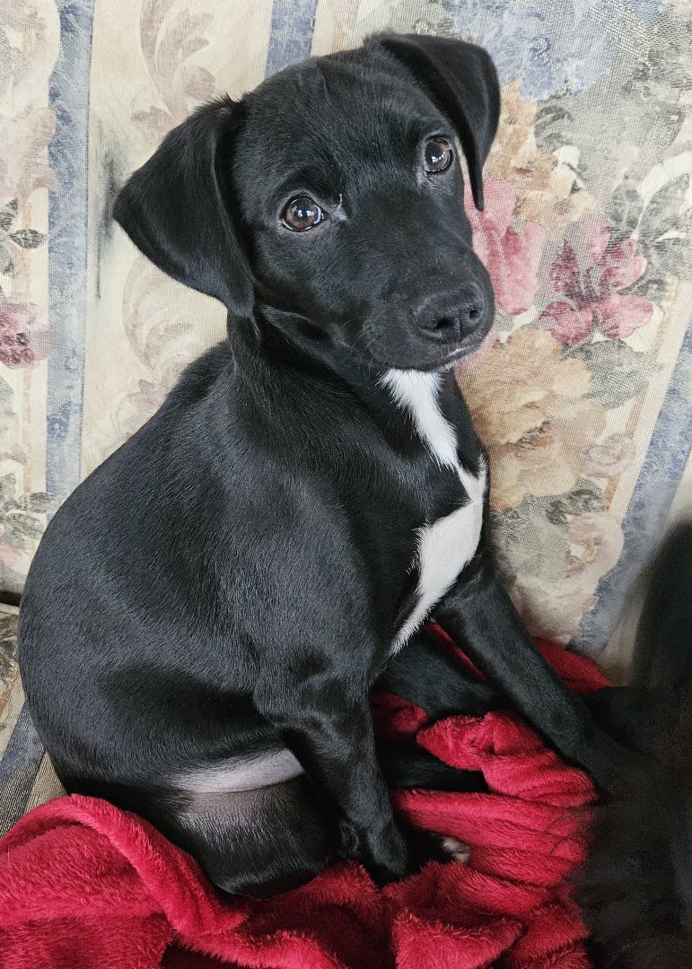 Enlarge Rainier, a Adopted mixed breed in Boiling Springs, PA image 1/6