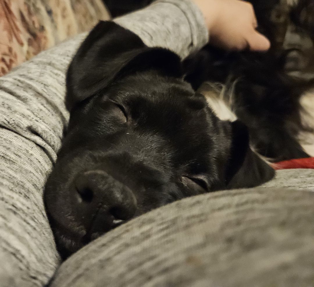 Enlarge Rainier, a Adopted mixed breed in Boiling Springs, PA image 2/6