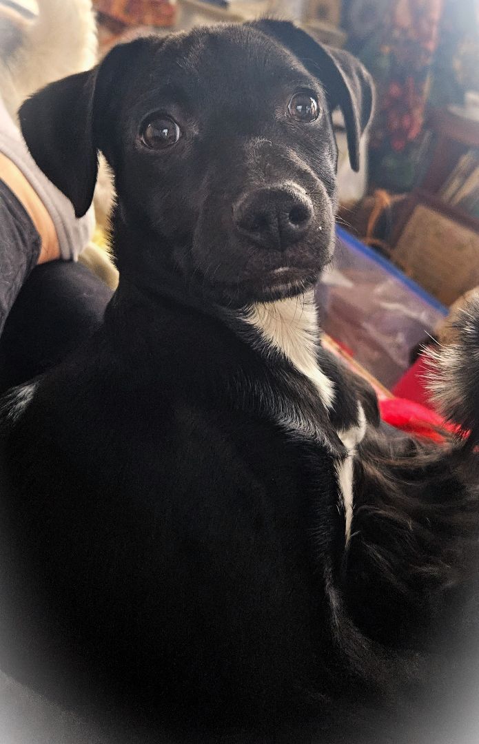 Enlarge Rainier, a Adopted mixed breed in Boiling Springs, PA image 3/6