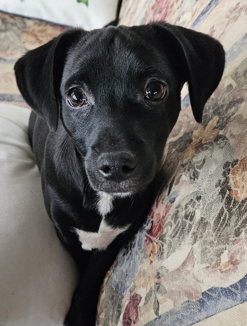 Enlarge Rainier, a Adopted mixed breed in Boiling Springs, PA image 4/6