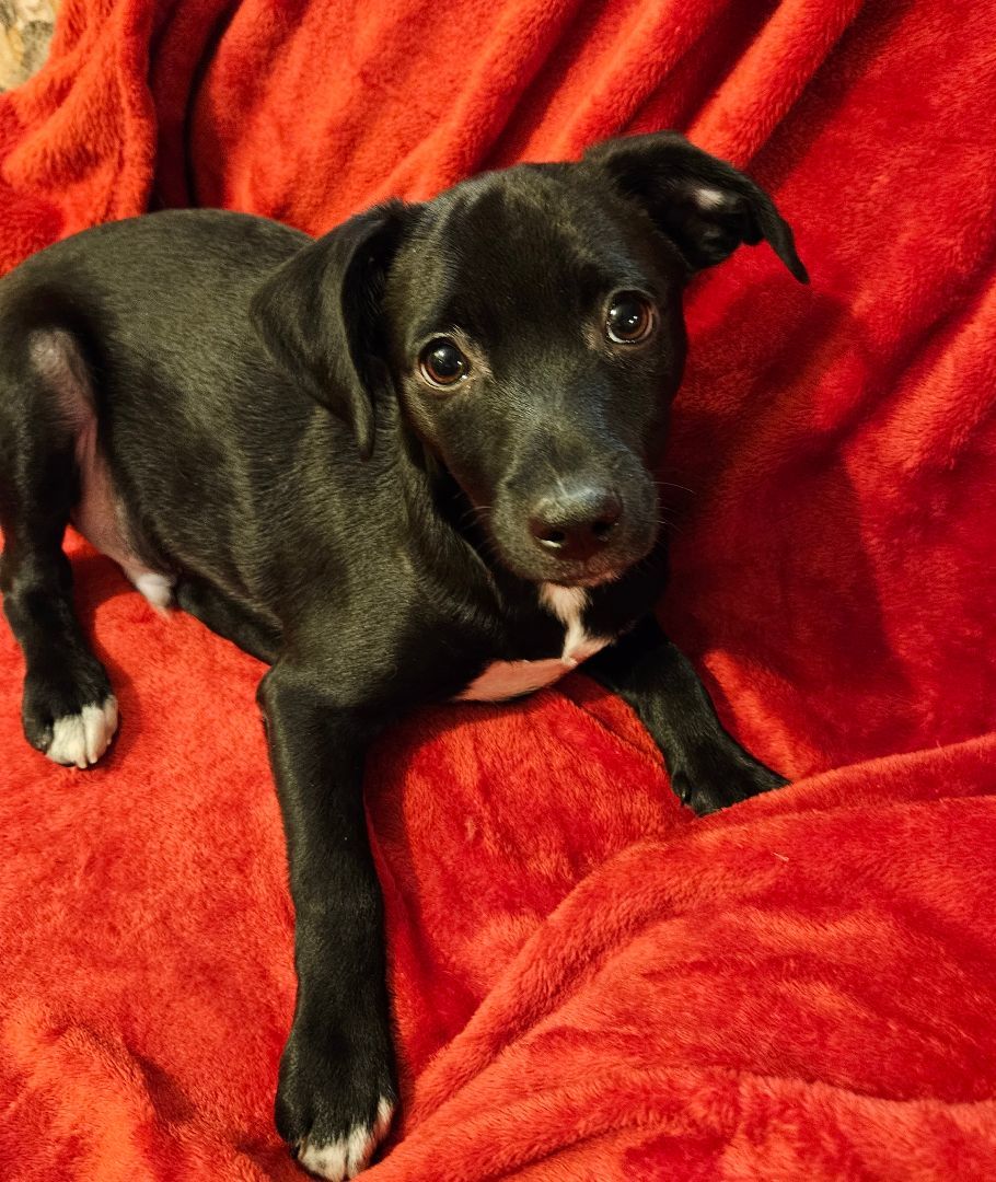 Enlarge Rainier, a Adopted mixed breed in Boiling Springs, PA image 5/6