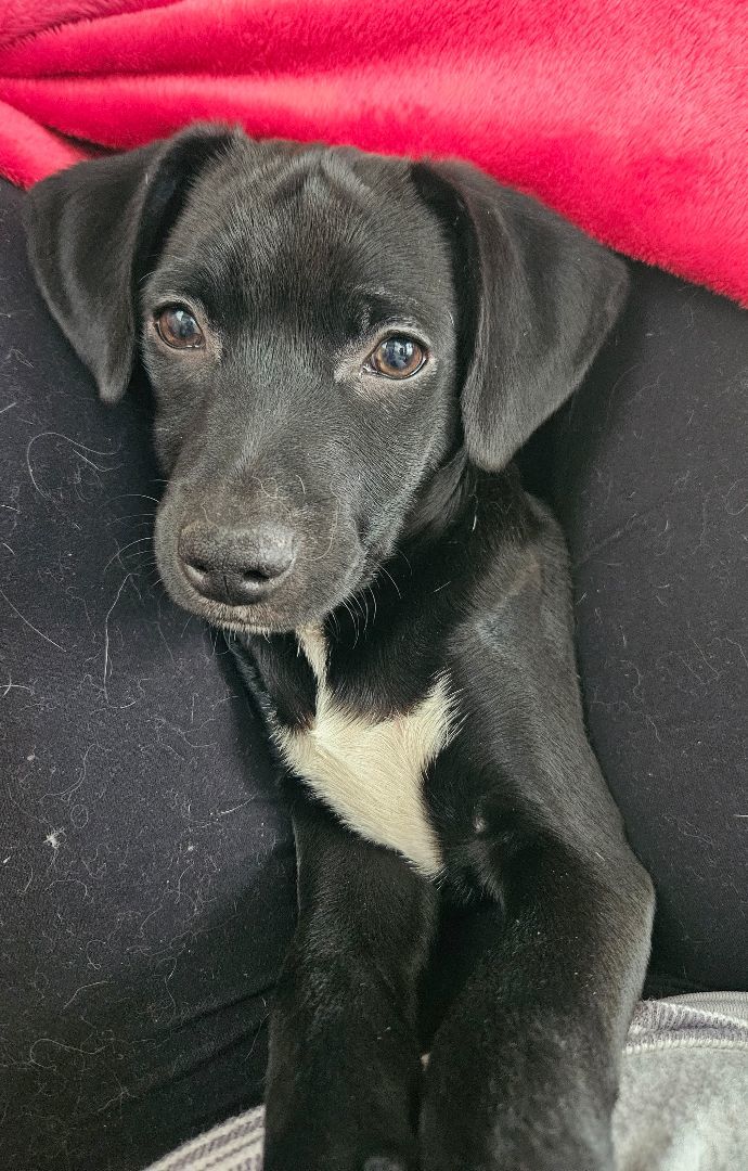 Enlarge Rainier, a Adopted mixed breed in Boiling Springs, PA image 6/6