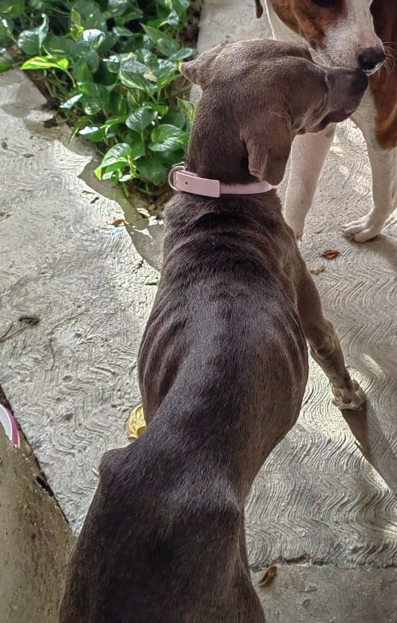 Suzy, a Adopted Hound in North Vancouver, BC image 5/6