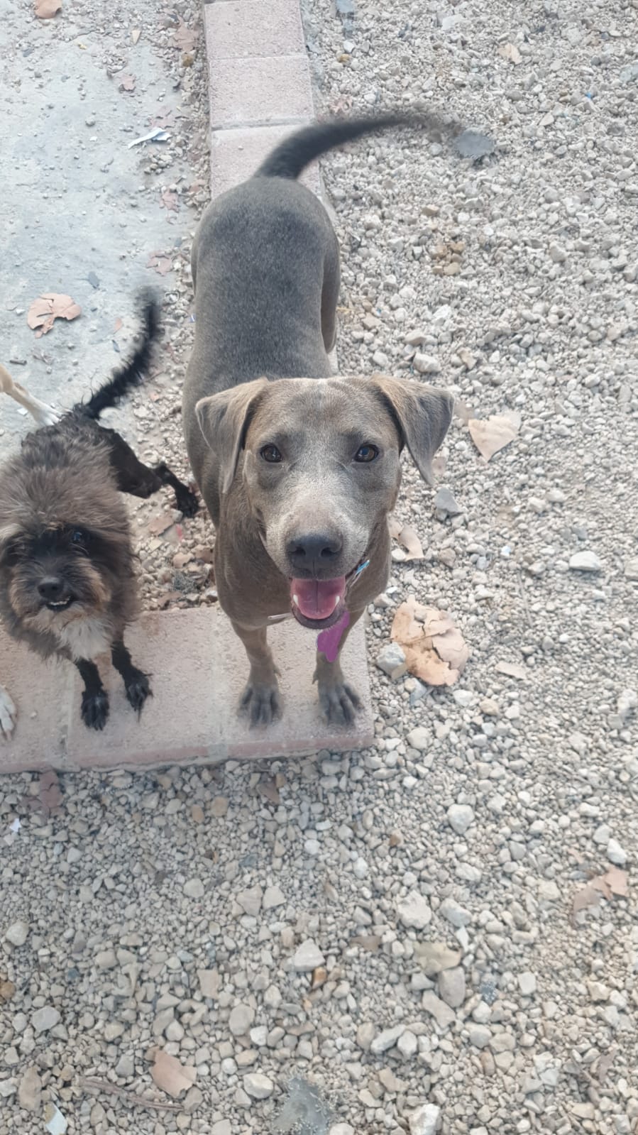 Suzy, Adopted, Adult Female Hound.