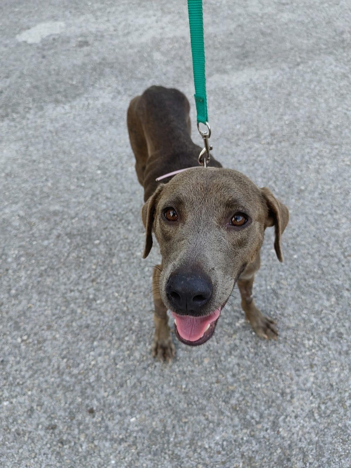 Suzy, a Adopted Hound in North Vancouver, BC image 6/6